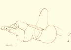 DISEGNO